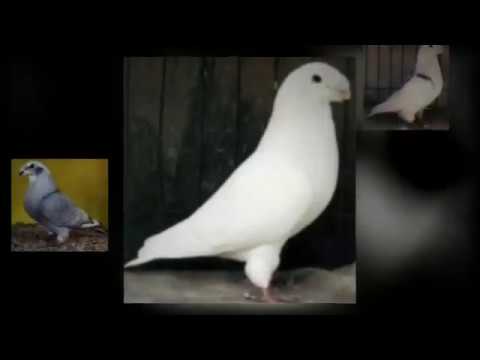 Doves For Sale >> American Show Racer | Pigeons For Sale - YouTube Doves For Sale >> American Show Racer | Pigeons For Sale - YouTube