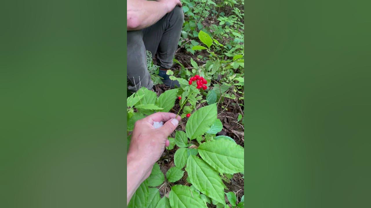 Жень Шень. Бараний ключ Анучинский район - YouTube