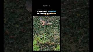 Falcon Speed &amp; Vision — The Ultimate Predator of the Sky | #shorts