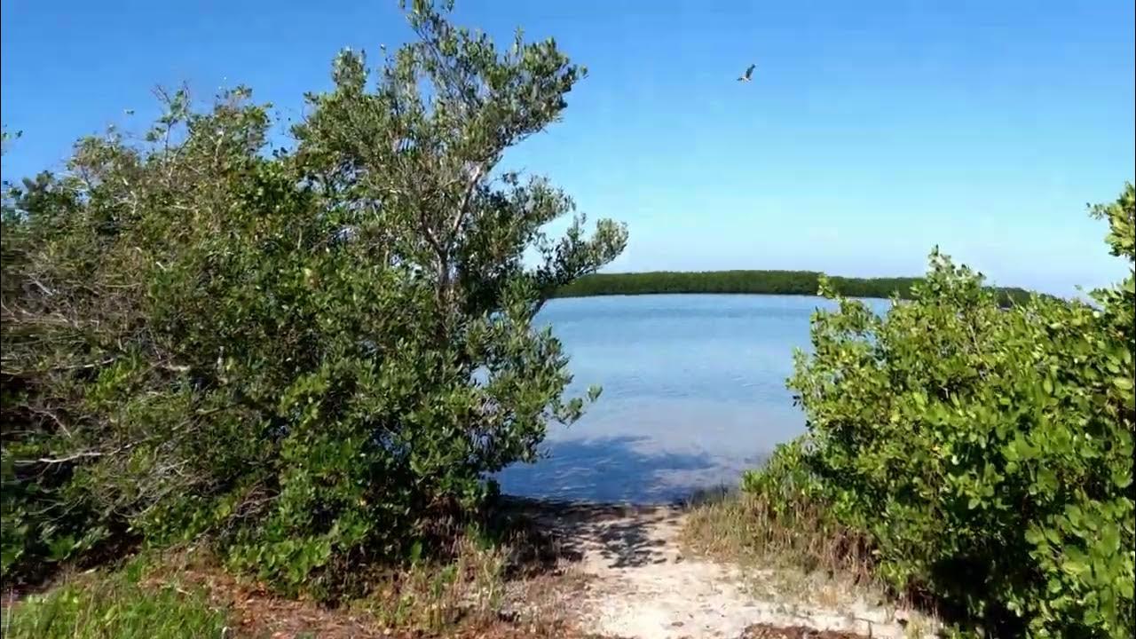 Honeymoon Island State Park Florida Osprey Trail YouTube