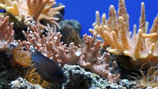 Oceanic Odyssey: A Journey Beneath the Waves 💙 by #kimoro