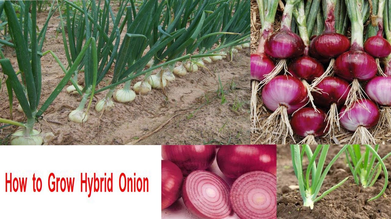 How to grow Hybrid Onions YouTube