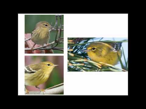 The Warbler Guide — Cornell Lab Seminar — video by Cornell Alumni Association