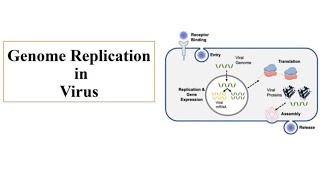 Viral Replication Explained | Lytic vs Lysogenic Cycle | Microbiology Lecture