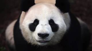 Desiigner Panda Extreme Ear Rape Edition