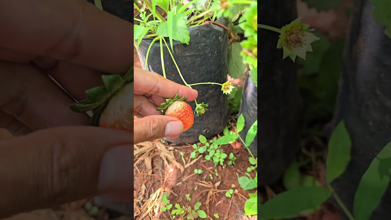Best Strawberry Fruit 
