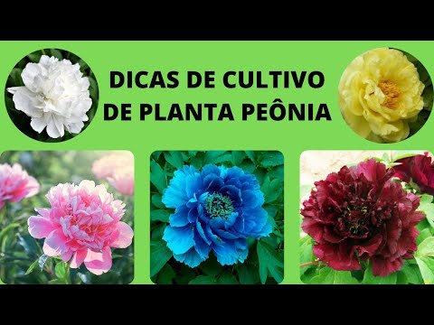Vídeo: Dicas de cultivo de peônias: como cuidar de peônias