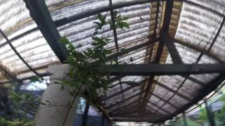 🔵 Coca Plant - Erythroxylum Coca - Royal Botanic Garden Kandy Sri Lanka