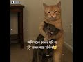 বুঝেছিস বান্ধবী 💛 #cat #islamic video#love #cute #funny #allahﷻallahﷻ #btsarmy #blackpink