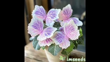 🦋 Add a Touch of Magic to Your Garden with Begonia Meteor Butterfly! 🦋 #flowers #garden #seeds