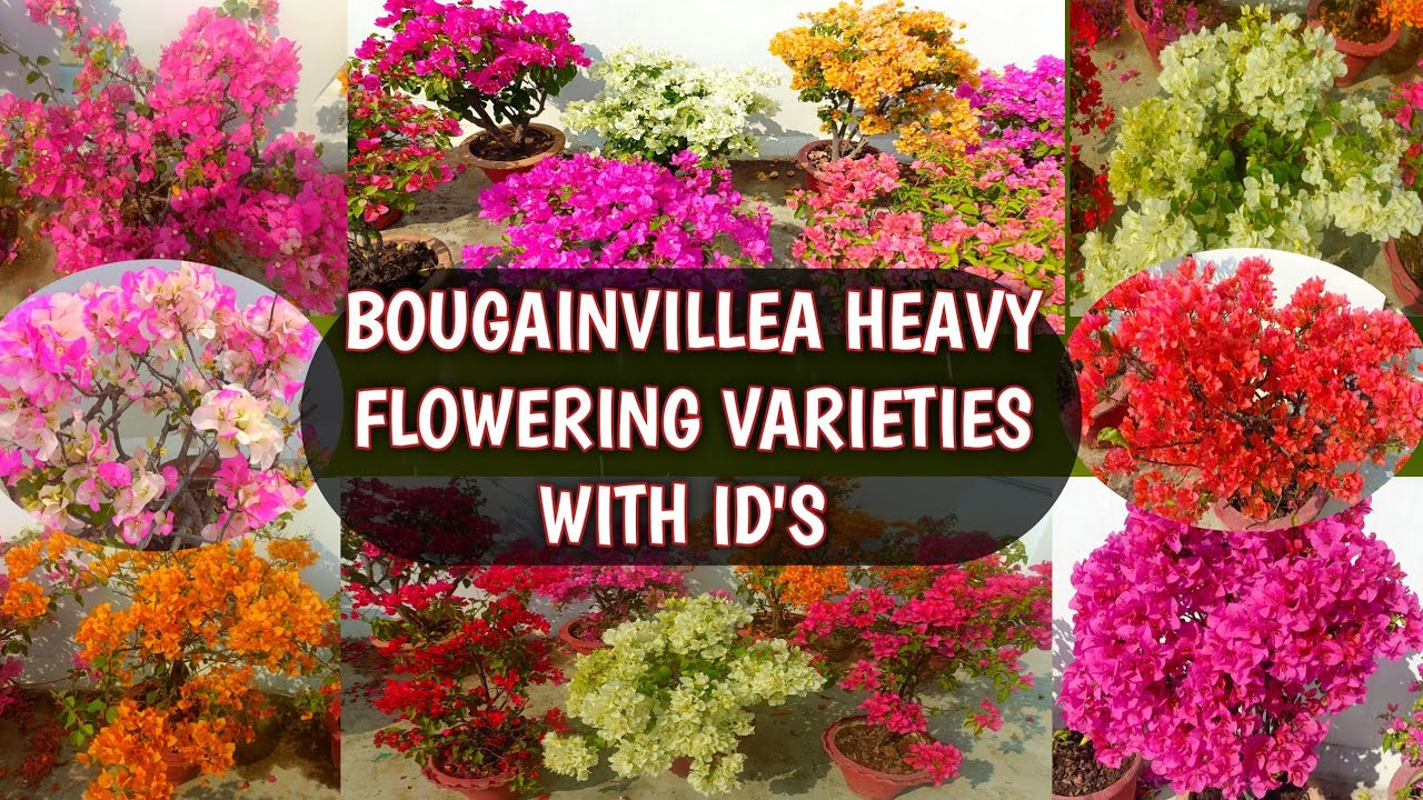 BOUGAINVILLEA HEAVY FLOWERING VARIETIES WITH ID'S | BOGAINVILLEA PLANT VARIETIES ( THAI AND HYBRID )