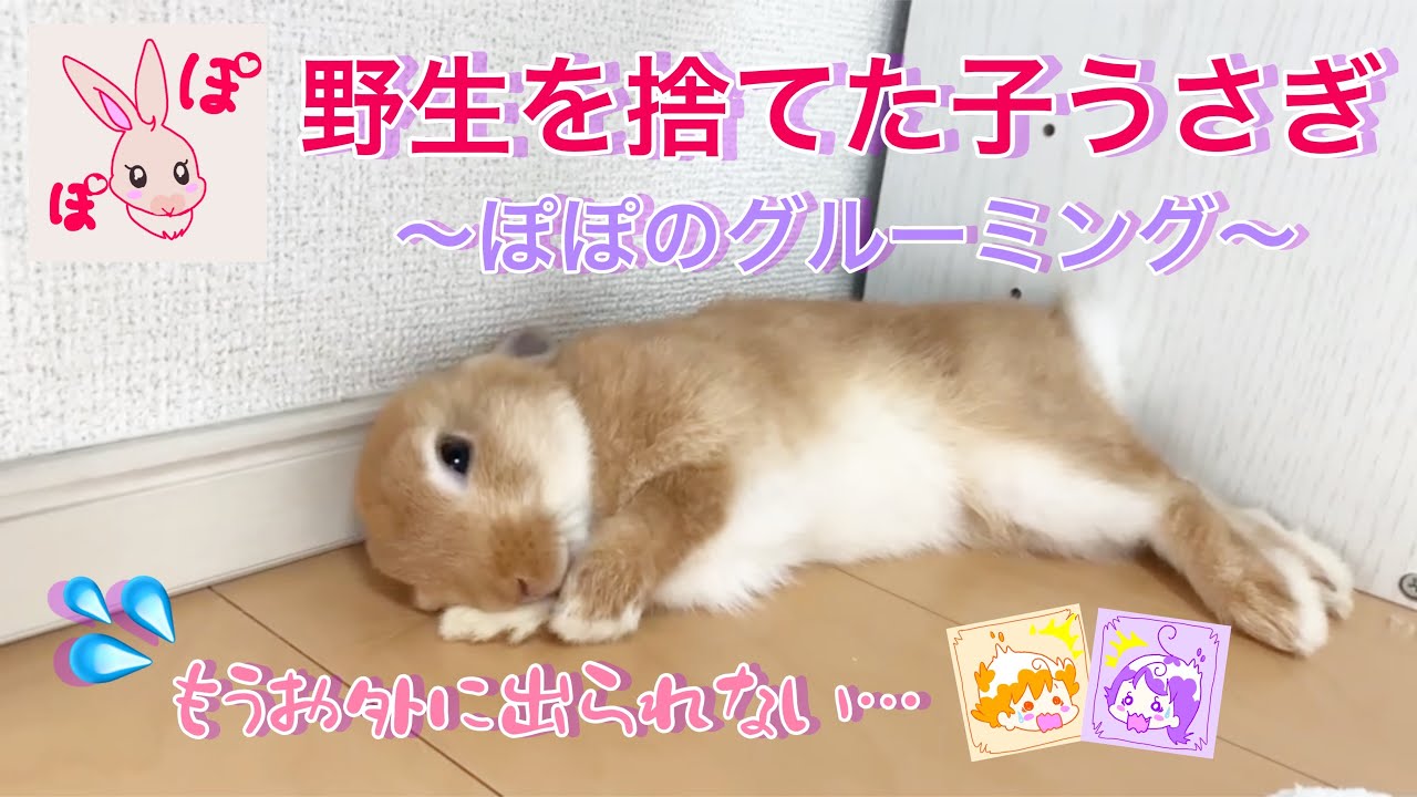 グルーミング 早くも野生を捨ててしまった子うさぎ Youtube グルーミング 早くも野生を捨ててしまった子うさぎ Youtube