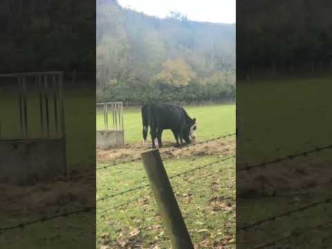 Cow Rave in the Yorkshire Dales