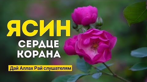 Сура Ясин سورة يس очень красивое чтение.