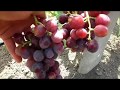 Обзор сверх(ультра)ранних сортов винограда на 17 июля 2017 года