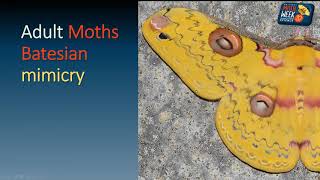 Moth Magic 3   Survival