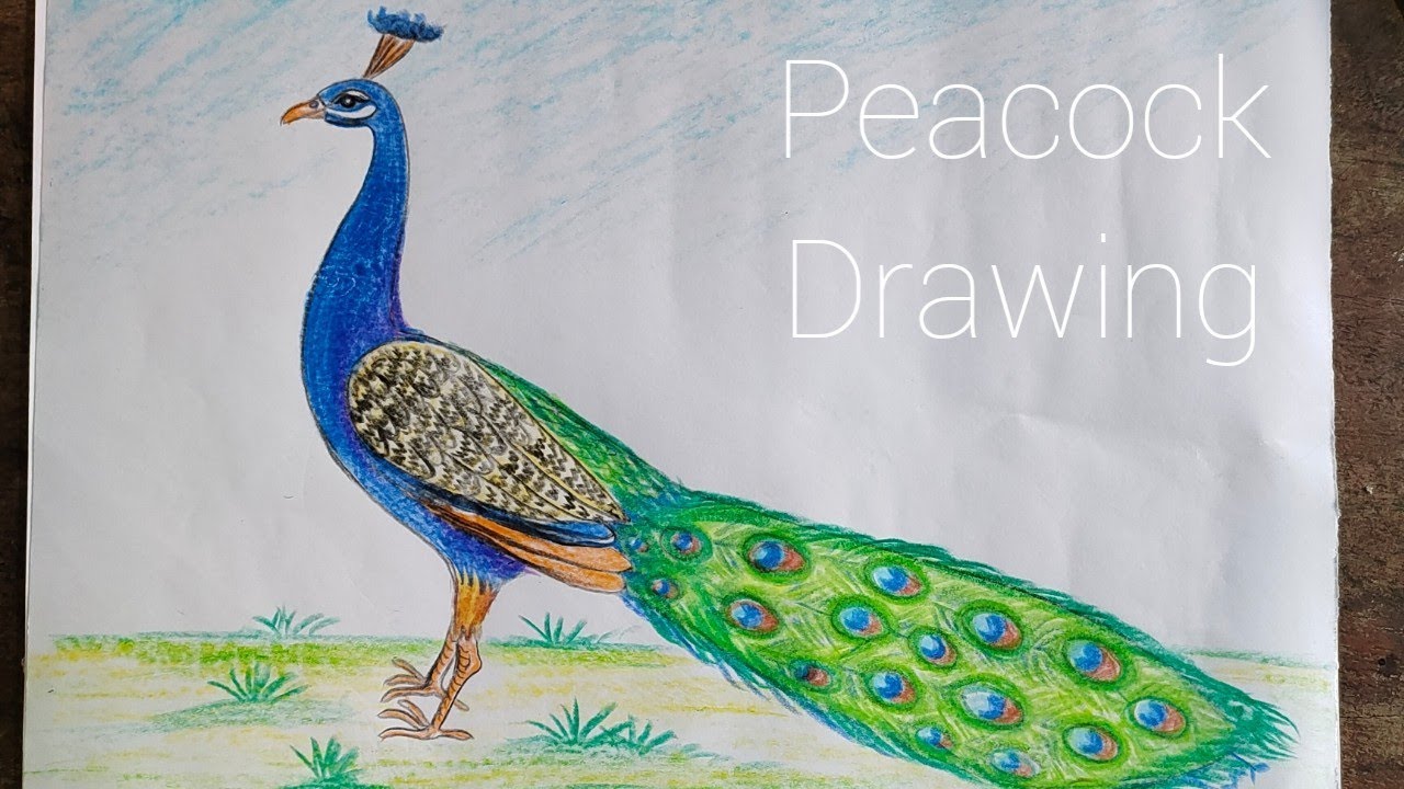 How To Draw And Colour A Peacock Easily How To Colour Peacock peacock how-to-draw-and-colour-a-peacock-easily-how-to-colour-peacock-peacock