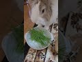 The bunny who loves homegrown fresh grass! #mofu #bunny #rabbit #cute #fluffy #かわいい #可愛い #ふわふわ #うさぎ