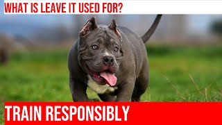 Teaching American Bullies to 'Leave It' & 'Drop It' Commands by The Last American Bully 161 views 1 month ago 3 minutes, 54 seconds