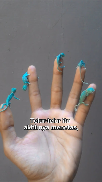 The magic of a chameleon 💕