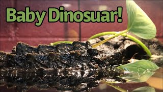 40 Gallon Alligator Snapping Turtle Tank Setup!