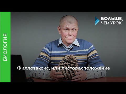 Филлотаксис, или листорасположение