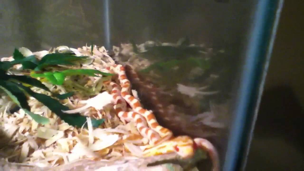 geckos for sale New addition and shout-outs