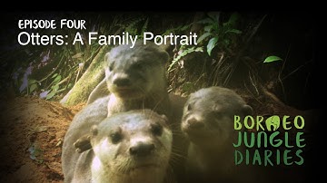 Borneo Jungle Diaries: Aflevering vier - Otters: een familieportret [UHD/4K] SZtv