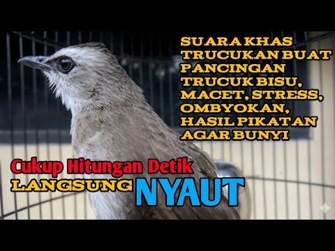 Pancingan suara burung trucukan agar BUNYI  untuk trucukan macet, malas bunyi, stress, ombyokan