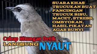 Pancingan suara burung trucukan agar BUNYI  untuk trucukan macet, malas bunyi, stress, ombyokan