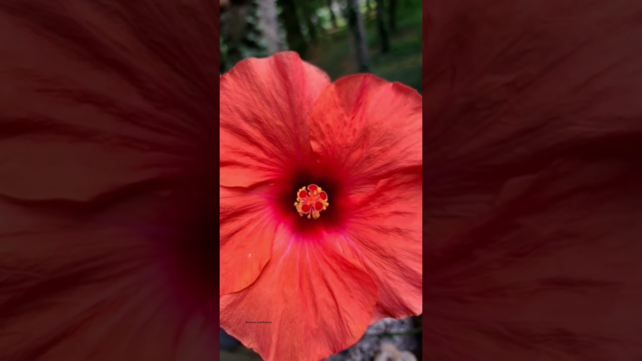 Nature's beauty in bloom 🌺🌿 | Hibiscus close-up & under the sky. Breathe in peace. 