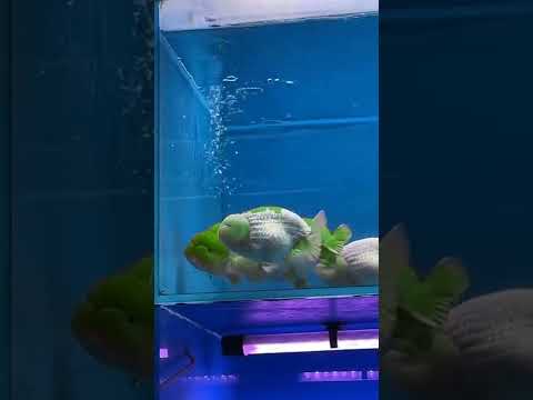 Video Ranchu nếu màu nó vậy thật thì sẽ được bao nhiêu điểm... - youtube