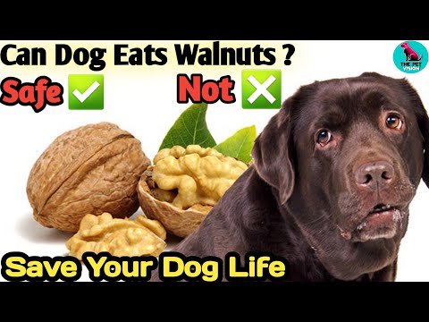 वीडियो: क्या मेरा कुत्ता मेरा मन पढ़ सकता है?