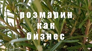 РАЗМОРИН КАК БИЗНЕС РАЗМОРИН КАК БИЗНЕС