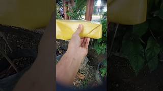 Check for stingless bee honey in the hive #shorts #bee #kelulut #stinglessbee