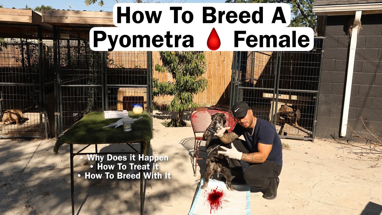 How To Treat Pyometra In Dogs