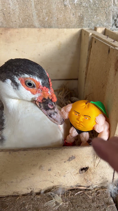 OUCH!😱 Angry Duck Wouldn’t Let Me Touch the Udin Din Din Dun #duck #funny #shorts