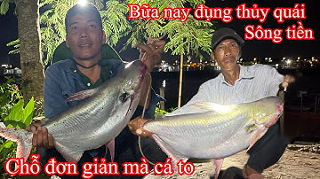 Săn cá Vồ Đem khủng trên sông tiền | câu cá tra sông tiền |Săn Bắt Mái Dầm