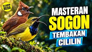 Download lagu Masteran Sogon Isian Cililin | Maseteran Sogon Nembak Cililin #masteransogon #sogongacor #sogon
