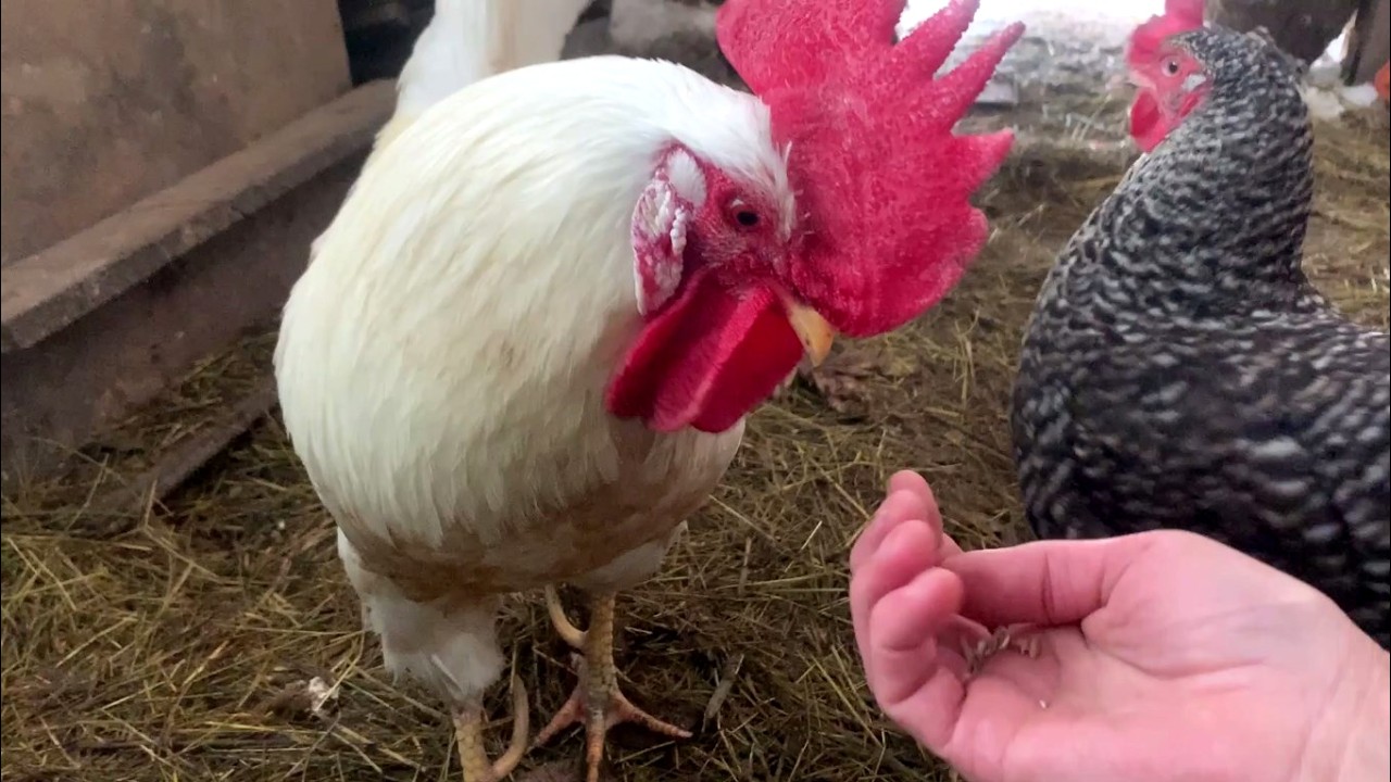ЖИВУ НА КРАЮ СЕЛА У ЛЕСА | МОРОЗ, ЖИВОТНЫЕ И ГОЛОЛЕД. ДЕРЕВЕНСКОЕ ЗИМНЕЕ УТРО. №21