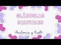 Glándulas salivales