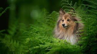 The Essential Guide to Shetland Sheepdog Ear Care and Cleaning