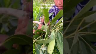 Download Lagu Wow, the chameleon was caught. #chameleon #shortvideo #hunting MP3