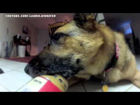 Peanut Butter Zen (Weekly Batvlog)