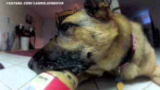 Peanut Butter Zen Weekly Batvlog