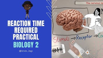 Reaction time Required Practical ~ GCSE Biology Paper 2