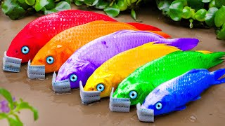 Finding Big Gurame fish Red Koi Fish Fruit Fish Shark Hunt Eel Primitive STOP MOTION ASMR