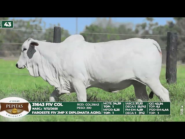 LOTE 43   31643 FIV COL