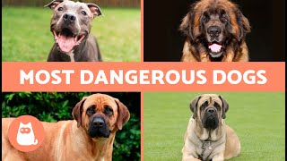 10 MOST DANGEROUS DOG BREEDS in the WORLD 🐶⚠️ Is it Genetics or Education?