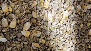 ClackamasCoot Gnarly Barley Root Stimulator For Transplants
